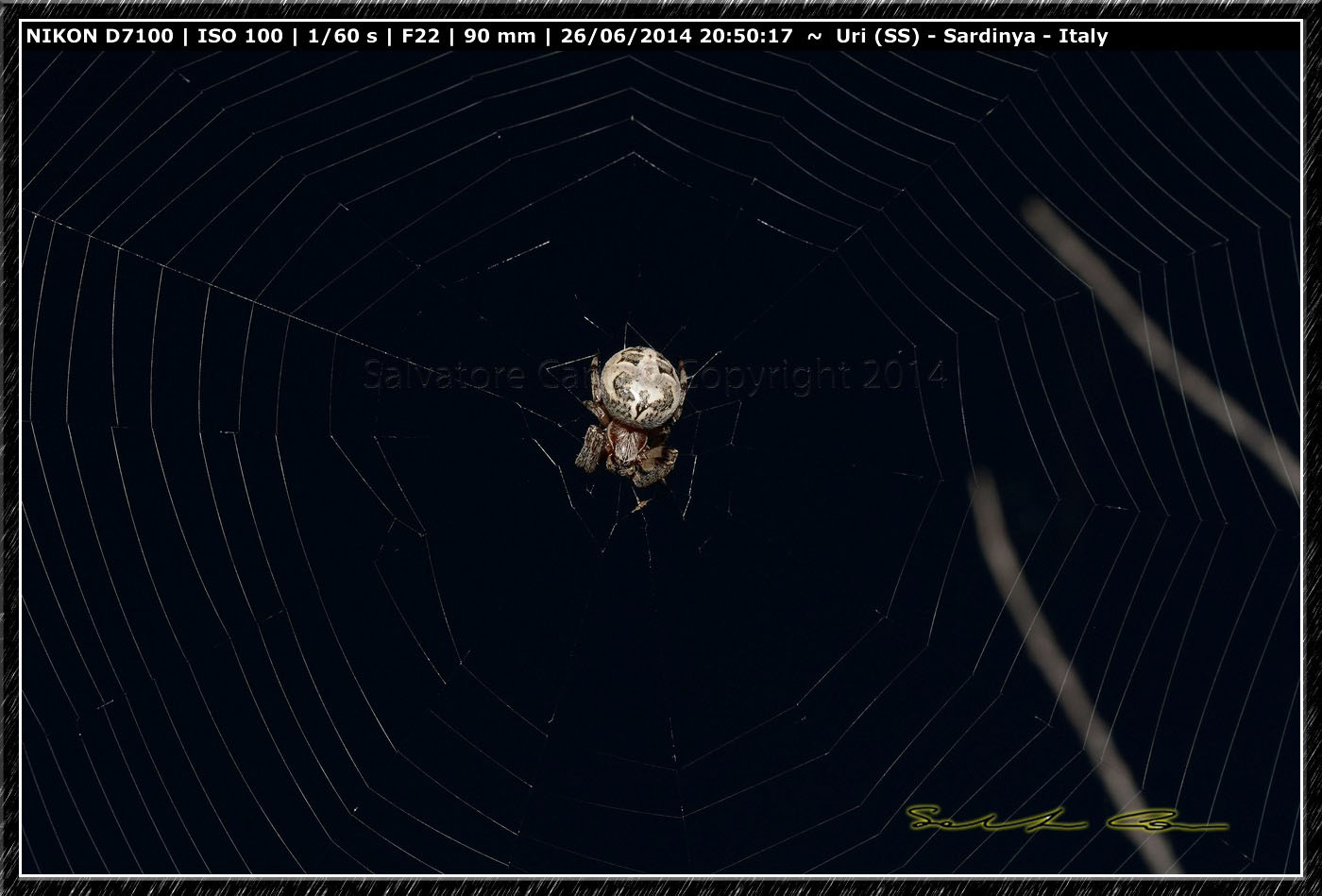 Larinioides sp. - bacino del Cuga (SS)